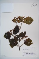 莢迷藏品圖，第1張