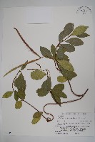 亞洲絡石藏品圖，第1張