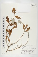 小葉胡頹子藏品圖，第1張