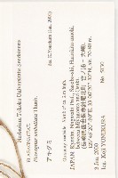 小葉胡頹子藏品圖，第2張