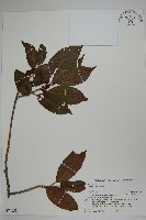 冬青藏品圖，第1張