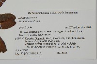 冬青藏品圖，第2張