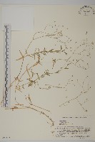 禾葉繁縷藏品圖，第1張