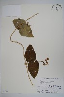 蘿藦藏品圖，第1張