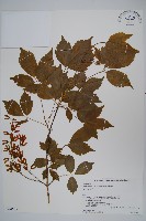 薇莓槭藏品圖，第1張