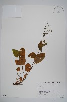 登錄號:S074665藏品圖，第1張