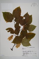 千金榆藏品圖，第1張