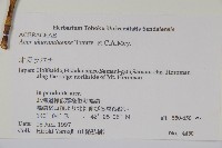 花楷槭藏品圖，第2張