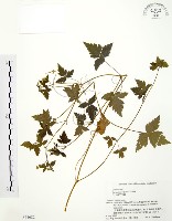 老鸛草藏品圖，第1張