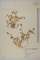 登錄號:S074685藏品圖，第1張