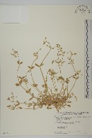 簇生卷耳藏品圖，第1張