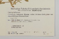 簇生卷耳藏品圖，第2張