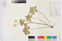 鵝掌草藏品圖，第1張