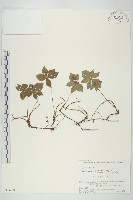 草茱萸藏品圖，第1張