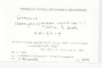 草茱萸藏品圖，第2張