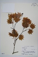 團扇槭藏品圖，第1張