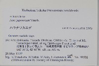 團扇槭藏品圖，第2張