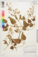 圓錐鐵線蓮藏品圖，第1張