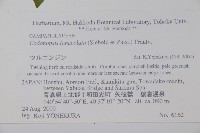 羊乳、四葉參藏品圖，第2張