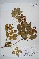 登錄號:S074719藏品圖，第1張