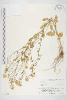 歐洲山芥藏品圖，第1張