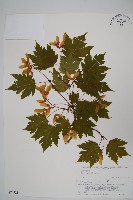 登錄號:S074721藏品圖，第1張