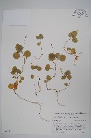 山桔梗藏品圖，第1張