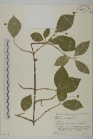 短翅衛矛藏品圖，第1張