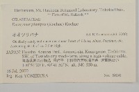 短翅衛矛藏品圖，第2張