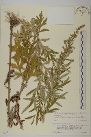 登錄號:S074734藏品圖，第1張