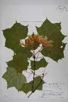 登錄號:S074736藏品圖，第1張