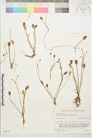 登錄號:S074737藏品圖，第1張