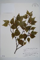 岳樺藏品圖，第1張