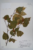 岳樺藏品圖，第1張