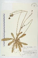 貓兒菊藏品圖，第1張