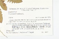 貓兒菊藏品圖，第2張