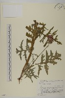 小薊藏品圖，第1張