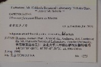 假繡球藏品圖，第2張