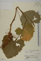 腺梗菜藏品圖，第1張