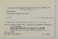 腺梗菜藏品圖，第2張