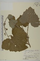 腺梗菜藏品圖，第3張