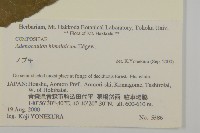 腺梗菜藏品圖，第4張