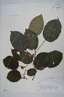 軟棗獼猴桃藏品圖，第1張