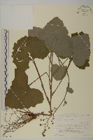 腺梗菜藏品圖，第1張