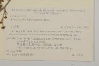 腺梗菜藏品圖，第2張