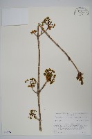 登錄號:S074779藏品圖，第1張