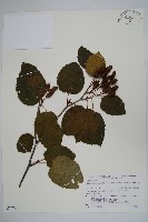 登錄號:S074786藏品圖，第1張