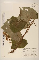 登錄號:S074789藏品圖，第1張