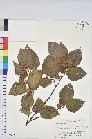 登錄號:S074805藏品圖，第1張