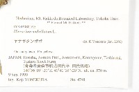 山柳菊藏品圖，第2張